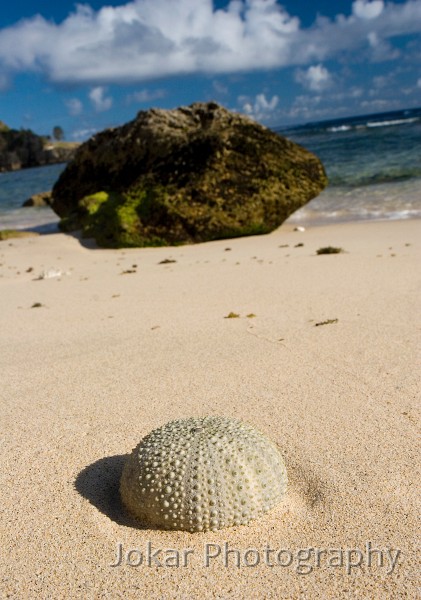 Lord Howe Island_20061214_087.jpg